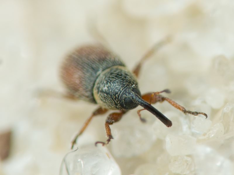 Mecinus plantaginis (Eppelsheimer, 1875)